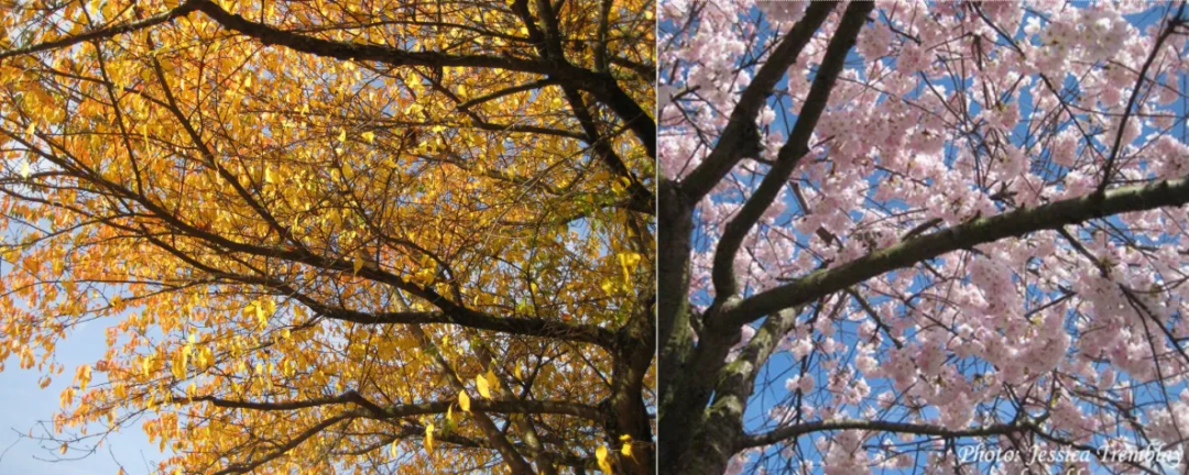 US College Admissions Process: Fall & Spring Intake Guide